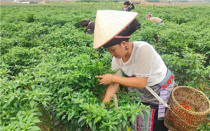 Tam Đường (Lai Châu): Khơi dậy tinh thần vươn lên thoát nghèo trong đồng bào DTTS