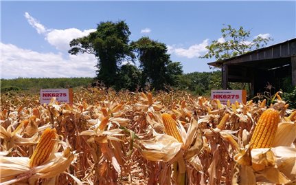 Bình Thuận: Tập huấn chuỗi giá trị liên kết sản xuất bắp lai cho các hộ đồng bào DTTS