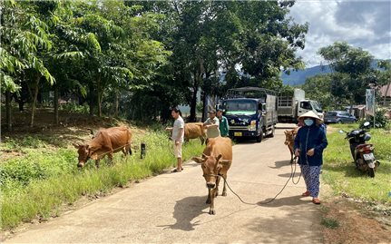 Ia H’Drai (Kon Tum): Hỗ trợ sinh kế theo nhu cầu, phù hợp với điều kiện hộ nghèo