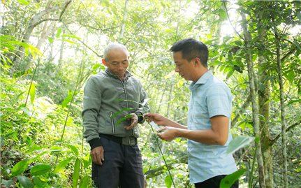 Xín Mần (Hà Giang): Phát triển mô hình trồng cây sa nhân tím ở xã biên giới Nàn Xỉn