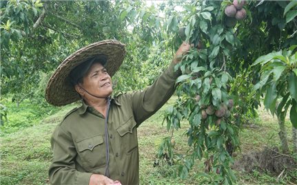 Lào Cai tăng cường xây dựng thương hiệu và bảo hộ nhãn hiệu sản phẩm nông nghiệp