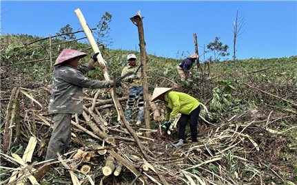 Quảng Ninh: Người dân huyện vùng cao Ba Chẽ tích cực tận thu gỗ rừng sau bão hạn chế thiệt hại