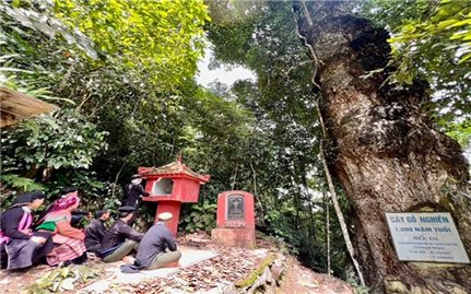 Bắc Hà (Lào Cai): Tự hào miền đất cây di sản