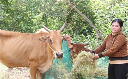 Thuận Bắc (Ninh Thuận): 161 hộ nghèo đồng bào DTTS được hỗ trợ giống gia súc