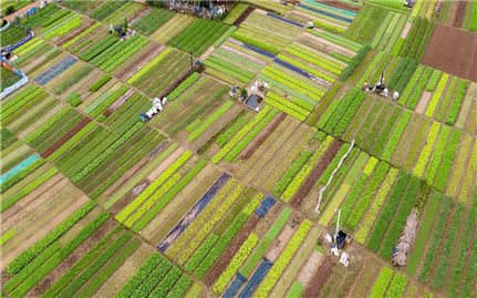 Làng trồng rau Việt Nam nhận giải thưởng thế giới