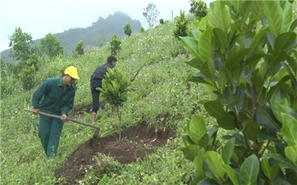 Sơn Tây (Quảng Ngãi): Xuất hiện ngày càng nhiều mô hình sản xuất hiệu quả