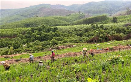 Bình Định: Hỗ trợ đất ở, đất sản xuất cho đồng bào DTTS