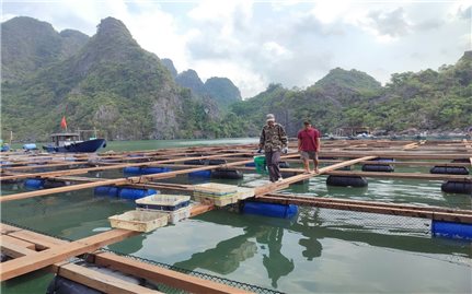 Quảng Ninh: Tiếp thêm sức mạnh, niềm tin để ngư dân phục hồi sản xuất