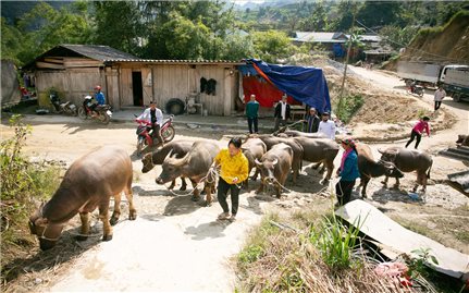 Hiệu quả từ thực hiện chính sách dân tộc ở huyện Hoàng Su Phì (Hà Giang)