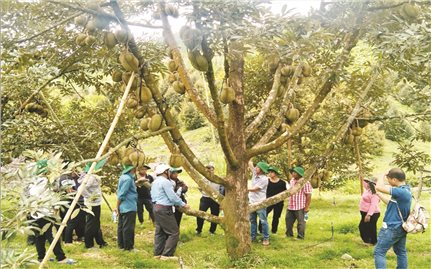 Những nông dân trẻ tuổi làm giàu trên đất Khánh Sơn