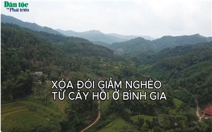 Bình Gia: Phát triển rừng hồi để xóa đói giảm nghèo