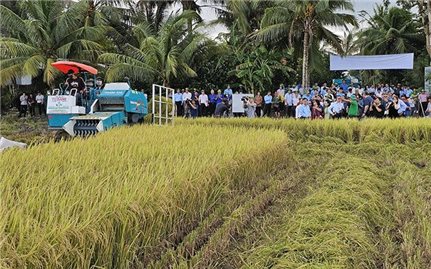 Cần Thơ: Nhân rộng mô hình canh tác lúa chất lượng cao, phát thải thấp nâng cao giá trị sản xuất cho nông dân