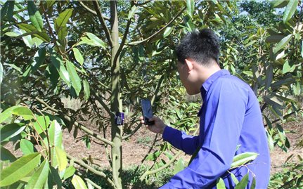 Đắk Lắk: Thực hiện số hoá gần 10 nghìn cây sầu riêng
