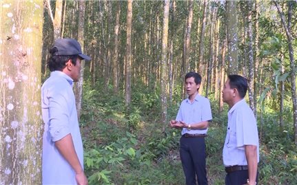 Quảng Ngãi: Thay đổi nhận thức của người dân về trồng rừng