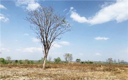 Đắk Lắk: Trung tâm bảo tồn Voi suy giảm gần 400 ha rừng, chủ yếu do người dân lấn chiếm