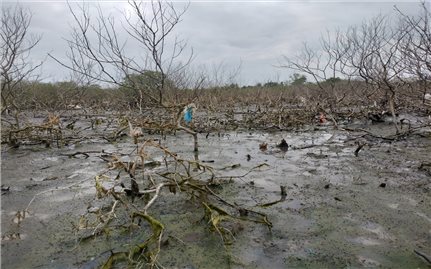 Quảng Nam: Nhiều diện tích rừng ngập mặn ở Tam Giang bị chết chưa rõ nguyên nhân