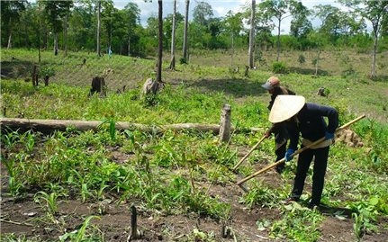 Quảng Nam: Đề nghị hỗ trợ hơn 87 tỷ đồng thực hiện Đề án tăng cường quản lý đất đai có nguồn gốc từ nông, lâm trường quốc doanh