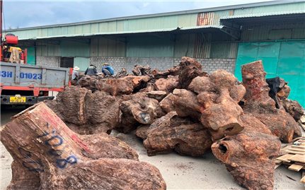Quảng Nam: Bắt quả tang vụ vận chuyển trái phép lô gỗ xá xị hơn 3 tỷ đồng