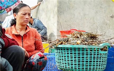 Tôm hùm, cá ở Phú Yên tiếp tục chết bất thường, đã gom gần 100 tấn