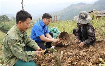 Để những nương gừng… thêm “ngọt”