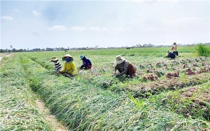 Cơ hội vươn lên từ Chương trình MTQG 1719