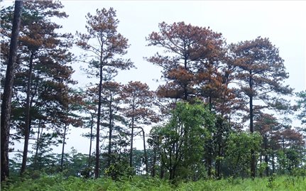 Lâm Đồng: Điều tra vụ đầu độc 52 cây thông ba lá