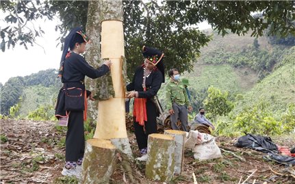 Yên Bái: Hiệu quả từ mô hình thanh niên DTTS lập nghiệp