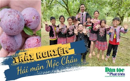 Trải nghiệm hái mận Mộc Châu