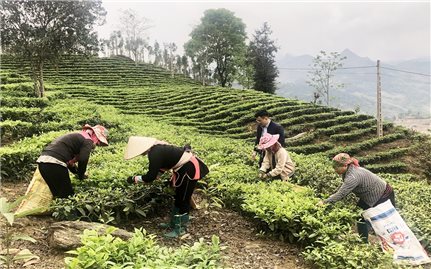 Lào Cai: Rà soát, đề xuất phương án điều chỉnh đối với các nguồn vốn sự nghiệp không sử dụng được