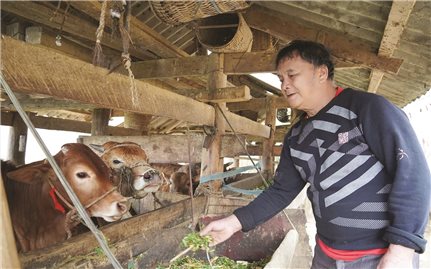 Dự án chăn nuôi bò sinh sản: Tạo sinh kế bền vững cho người dân biên giới