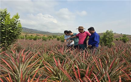 Đăk Tô (Kon Tum): Đẩy nhanh tốc độ phát triển kinh tế vùng DTTS