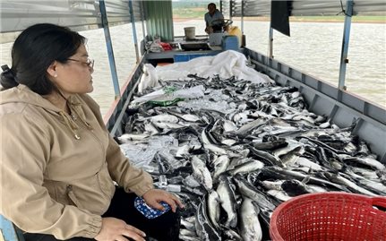 Kon Tum: Hơn 25 tấn cá bị chết do nước lòng hồ thủy điện Ya Ly xuống nhanh