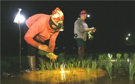 Nghệ An: Ngày nắng nóng, người dân đi cấy lúa ban đêm