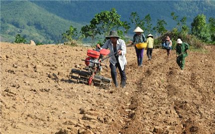 Nông dân Sông Hinh trồng sắn công nghệ cao