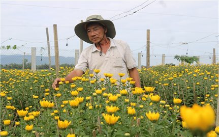 Bình Định: Làng trồng hoa Bình Lâm được công nhận Làng nghề