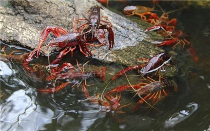 Đấu tranh ngăn chặn, kiểm soát chặt chẽ việc nhập khẩu tôm hùm đất