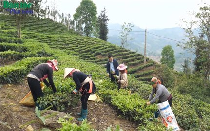 Tạo sinh kế cho người dân vùng cao từ các mô hình nông nghiệp hiệu quả