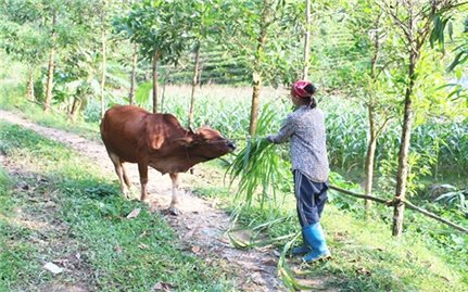 Võ Nhai (Thái Nguyên): Vận dụng nguồn lực chính sách tạo sinh kế giúp người dân thoát nghèo