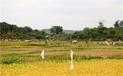 Bon Pi Nao làm nên những mùa vàng trên vùng đất sình lầy