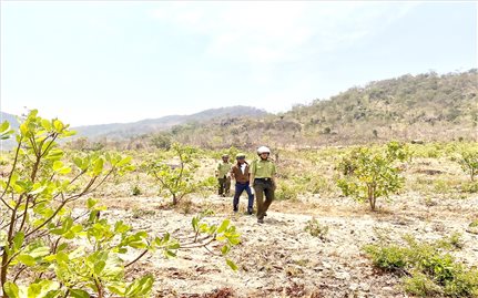 Gia Lai: Nan giải bài toán trồng rừng