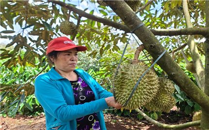 Đắk Lắk: Thành lập đoàn kiểm tra vùng trồng, cơ sở đóng gói sản phẩm quả sầu riêng