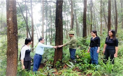 Trồng rừng gỗ lớn-Nhìn từ Quảng Ninh: Tháo gỡ vướng mắc, tiếp tục mở rộng diện tích trồng rừng gỗ lớn (Bài 3)