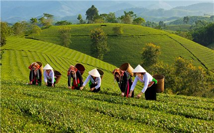 Đồi chè Long Cốc - Thiên đường săn mây