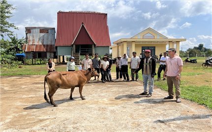 Chư Păh (Gia Lai): Trao bò sinh sản tạo sinh kế thoát nghèo bền vững