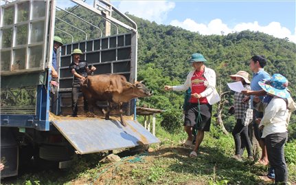 Triển khai Chương trình MTQG 1719 ở Lai Châu: Nhiều Dự án đang phát huy hiệu quả (Bài 1)