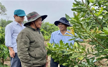 Đăk Tô (Kon Tum): Hỗ trợ đồng bào DTTS tham gia chuỗi liên kết sản xuất