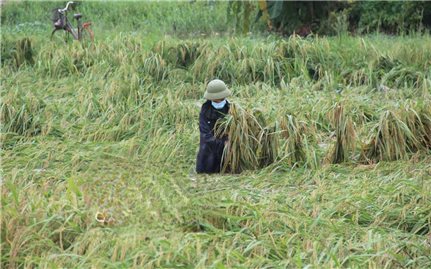 Khẩn trương thu hoạch lúa chín và cứu diện tích hoa màu bị ngập, úng do bão