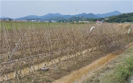 Lạng Sơn thiệt hại trên 900 tỷ đồng do cơn bão số 3 và ảnh hưởng hoàn lưu sau bão