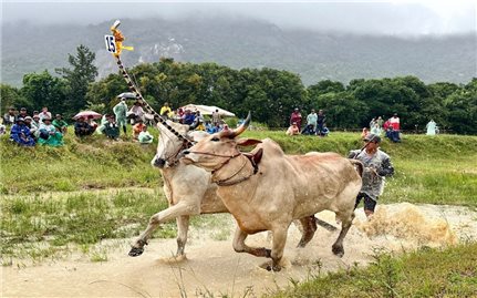 Hội đua bò truyền thống huyện Tri Tôn nhân dịp Lễ Sene Dolta của đồng bào Khmer