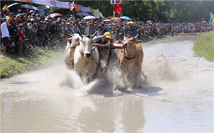 Sôi nổi Hội đua bò Bảy Núi tranh Cúp Truyền hình An Giang lần thứ 29